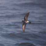 Andean Storm Petrel (image by John Oates)