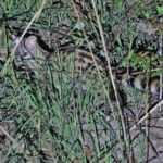 Angolan Genet (image by János Oláh)