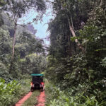 Ankasa Conservation Area (image by Nik Borrow)
