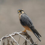 Aplomado Falcon (image by John Oates)