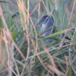 Ash-throated Crake (image by Mark Pearman)