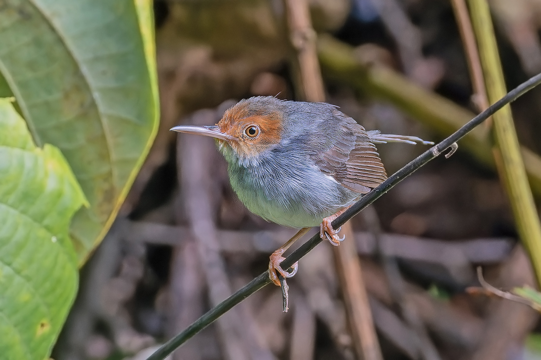 Ashy Tailorbird (image by Pete Morris)