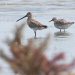 Asian Dowitcher and Great Knot (image by János Oláh)
