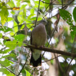 Azuero Dove ssp battyi (image by Leo Garrigues)