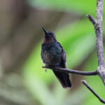 Purple-throated (Azuero) Mountaingem (image by Leo Garrigues)