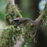 Black-cheeked (Azuero) Warbler (image by Leo Garrigues)
