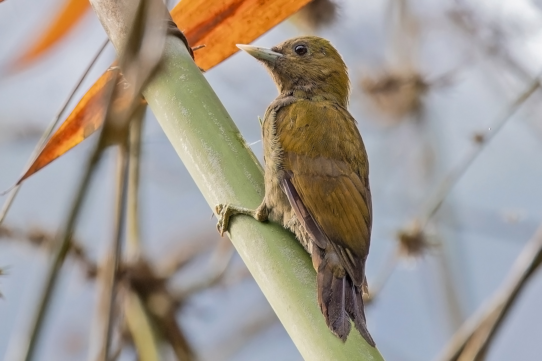 Bamboo Woodpecker (image by Pete Morris)