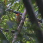 male Bamboo Woodpecker (image by János Oláh)