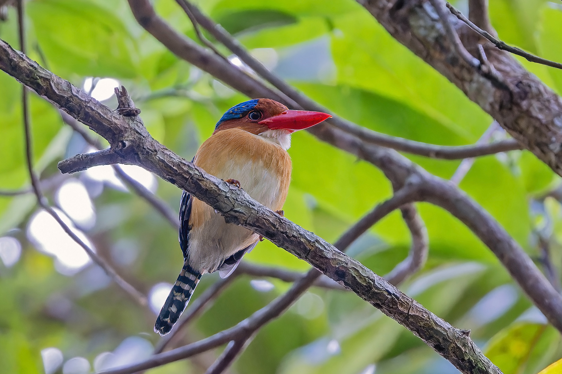 Banded Kingfisher (image by Pete Morris)