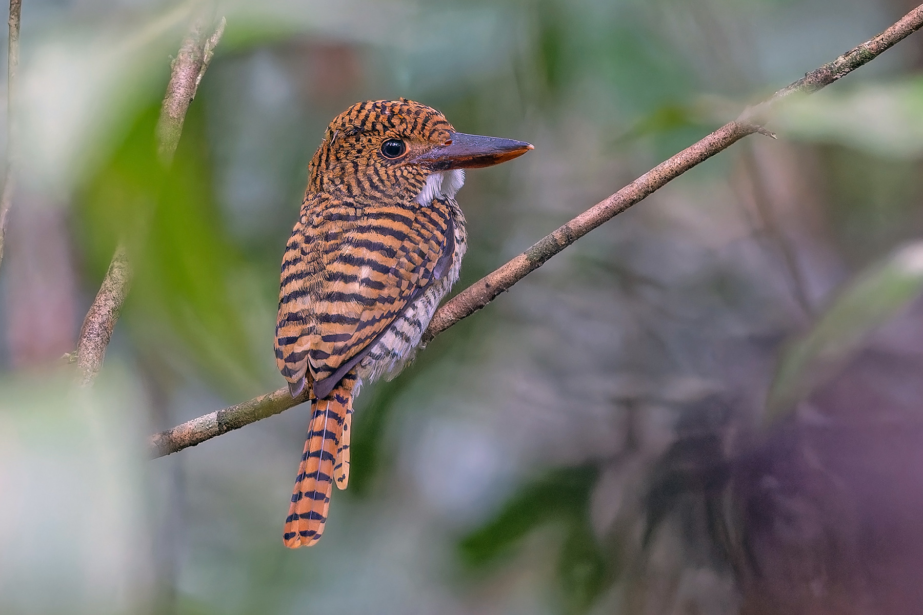 Banded (Black-faced) Kingfisher (image by Pete Morris)