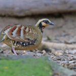 Bar-backed Partridge (image by János Oláh)