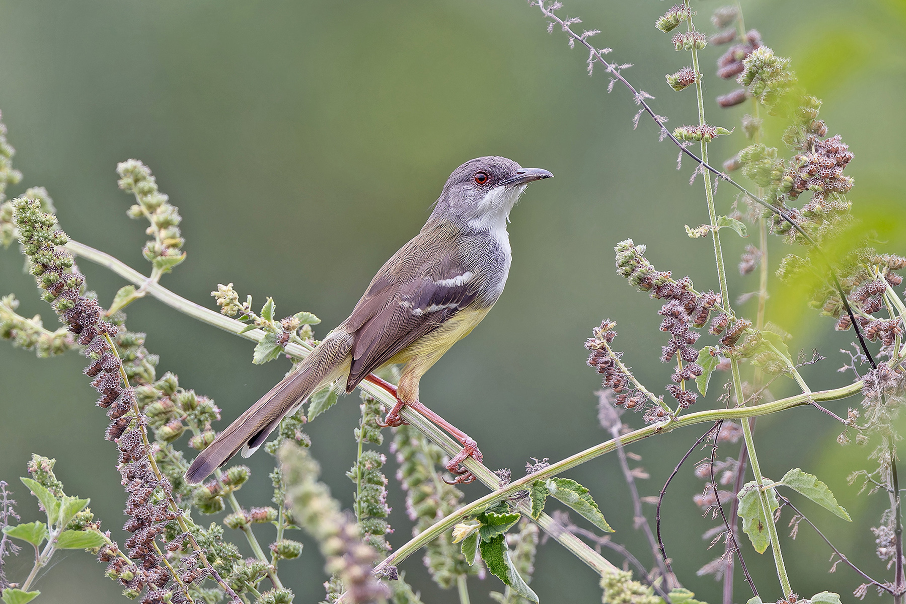 Bar-winged Prinia (image by Pete Morris)