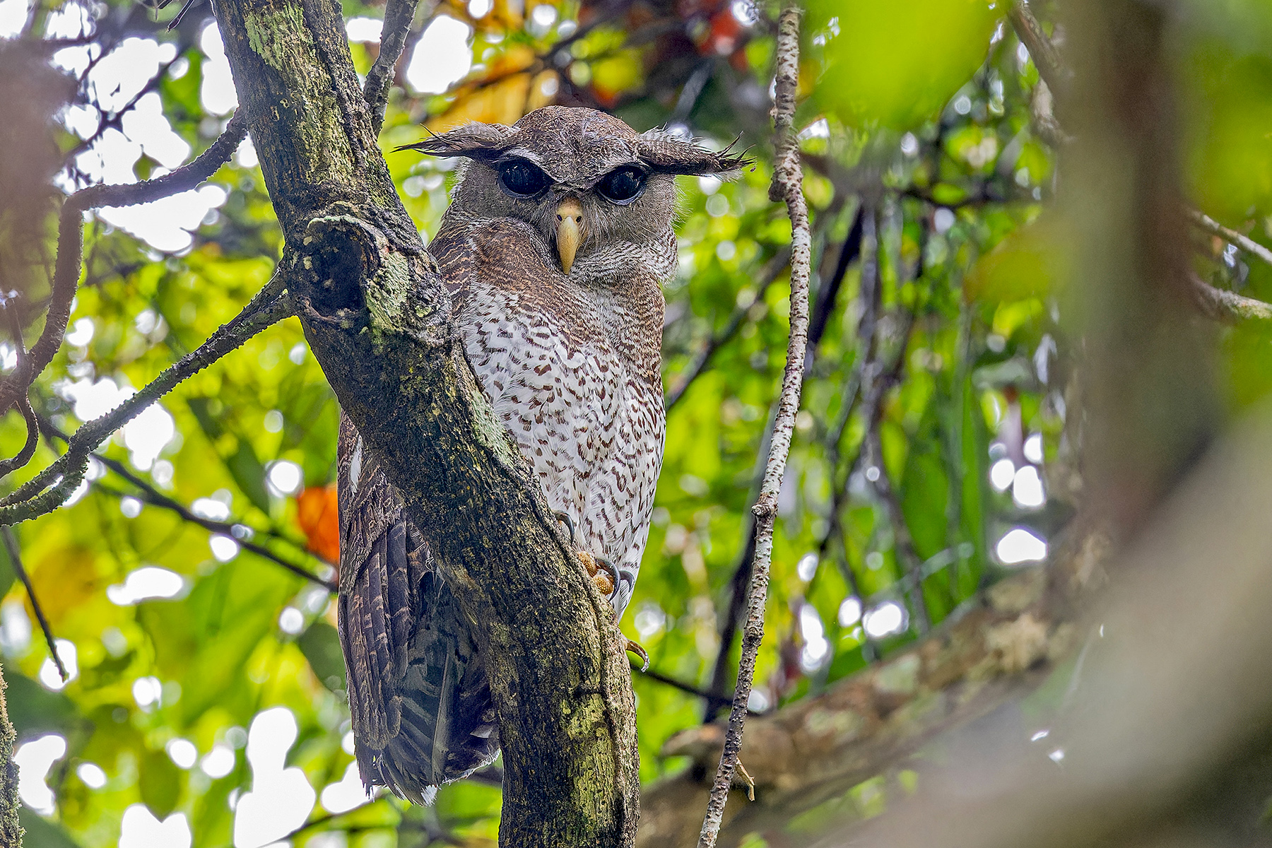 Barred Eagle-Owl (image by Pete Morris)