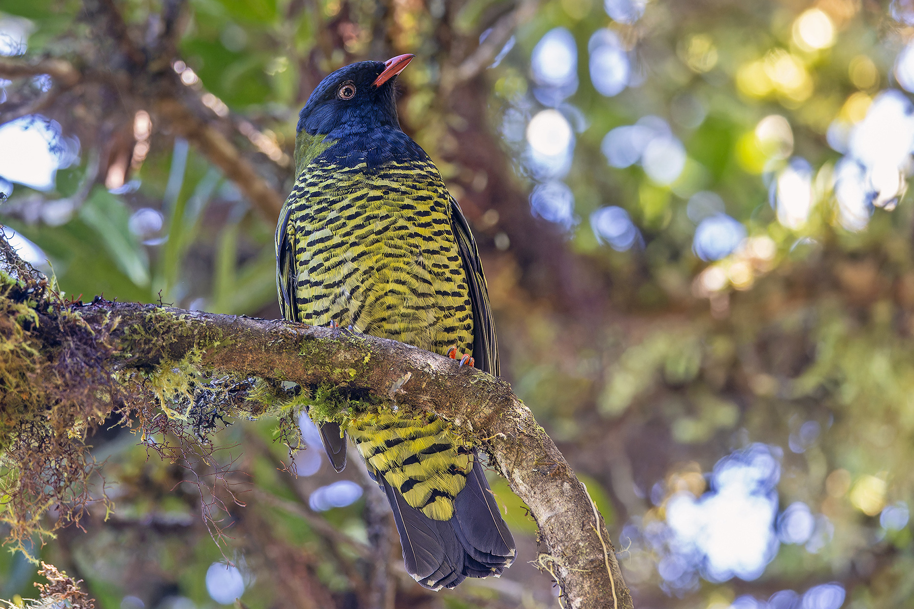 Barred Fruiteater (image by Pete Morris)