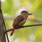 Barred Puffbird (image by Leo Garrigues)