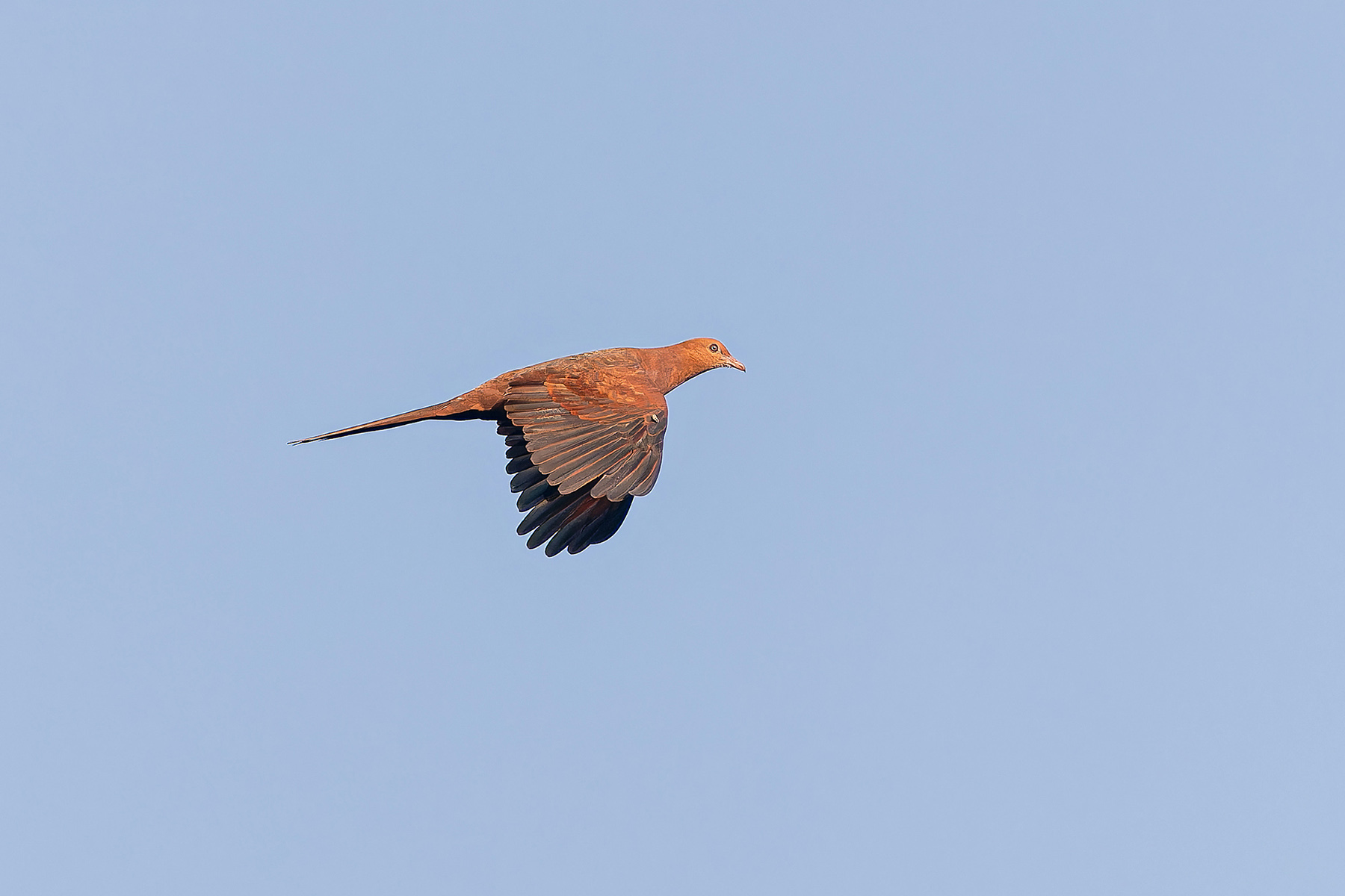 Barusan Cuckoo-Dove (image by Pete Morris)