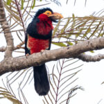 Bearded Barbet (image by Nik Borrow)