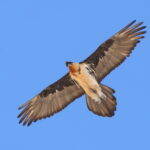 Bearded Vulture (image by János Oláh)