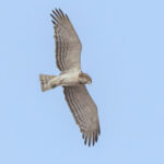 Beaudouin's Snake Eagle (image by Nik Borrow)