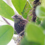 Beautiful Treerunner (image by Charles Davies)
