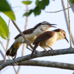 Bicoloured Wrens (image by Leo Garrigues)