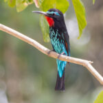 Black Bee-eater (image by Nik Borrow)