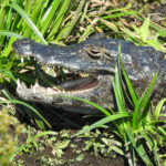 Black Caiman (image by Mark Pearman)