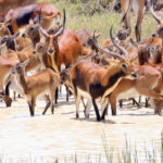 Black Lechwe in Banweulu Lake (image by János Oláh)