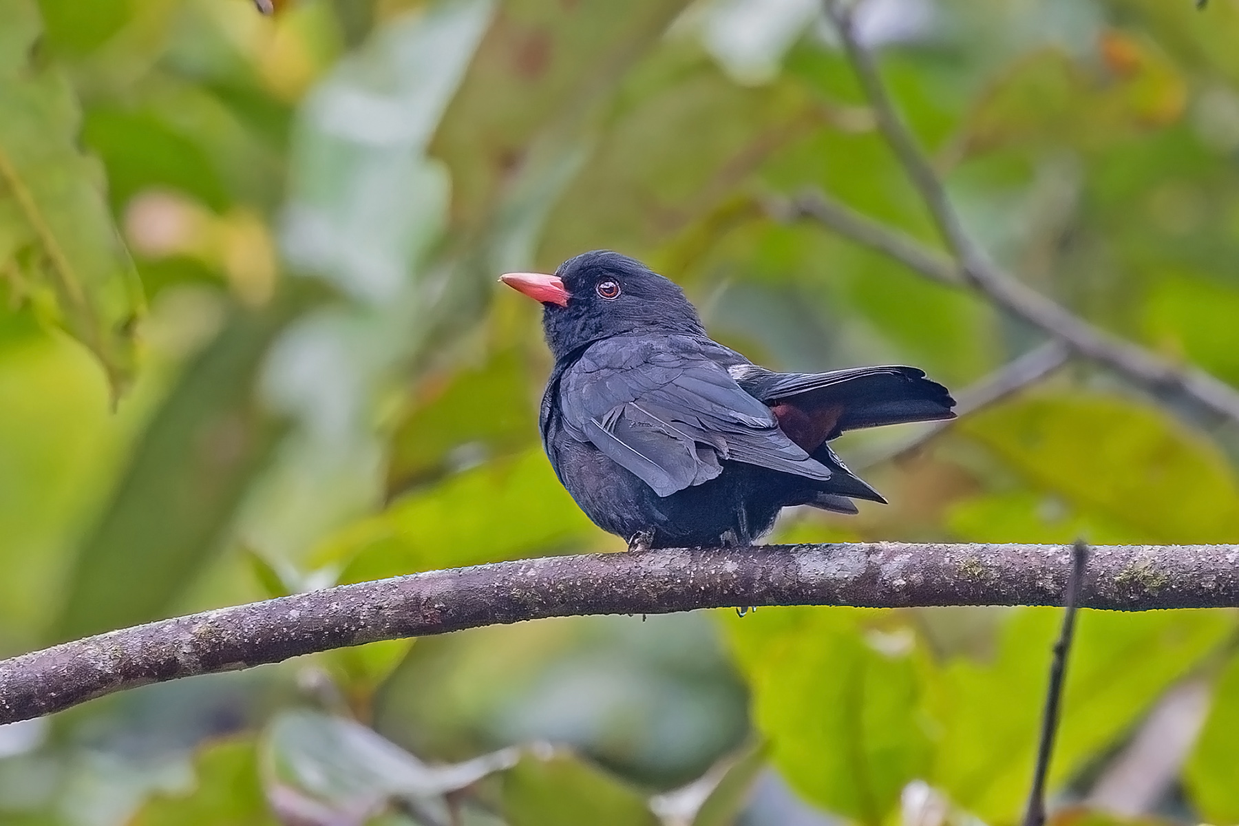 Black Oriole (image by Pete Morris)