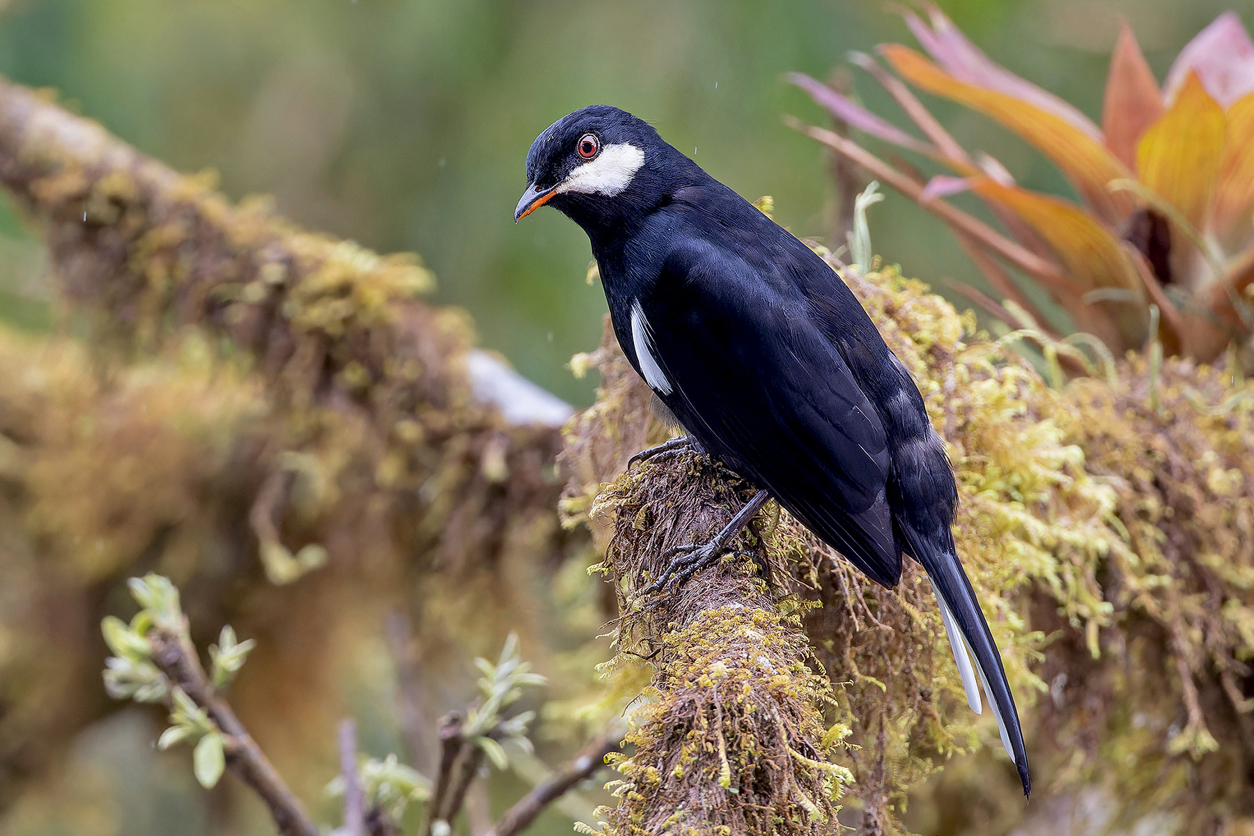 Black Solitaire (image by Pete Morris)