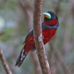 Black-and-red Broadbill (image by János Oláh)