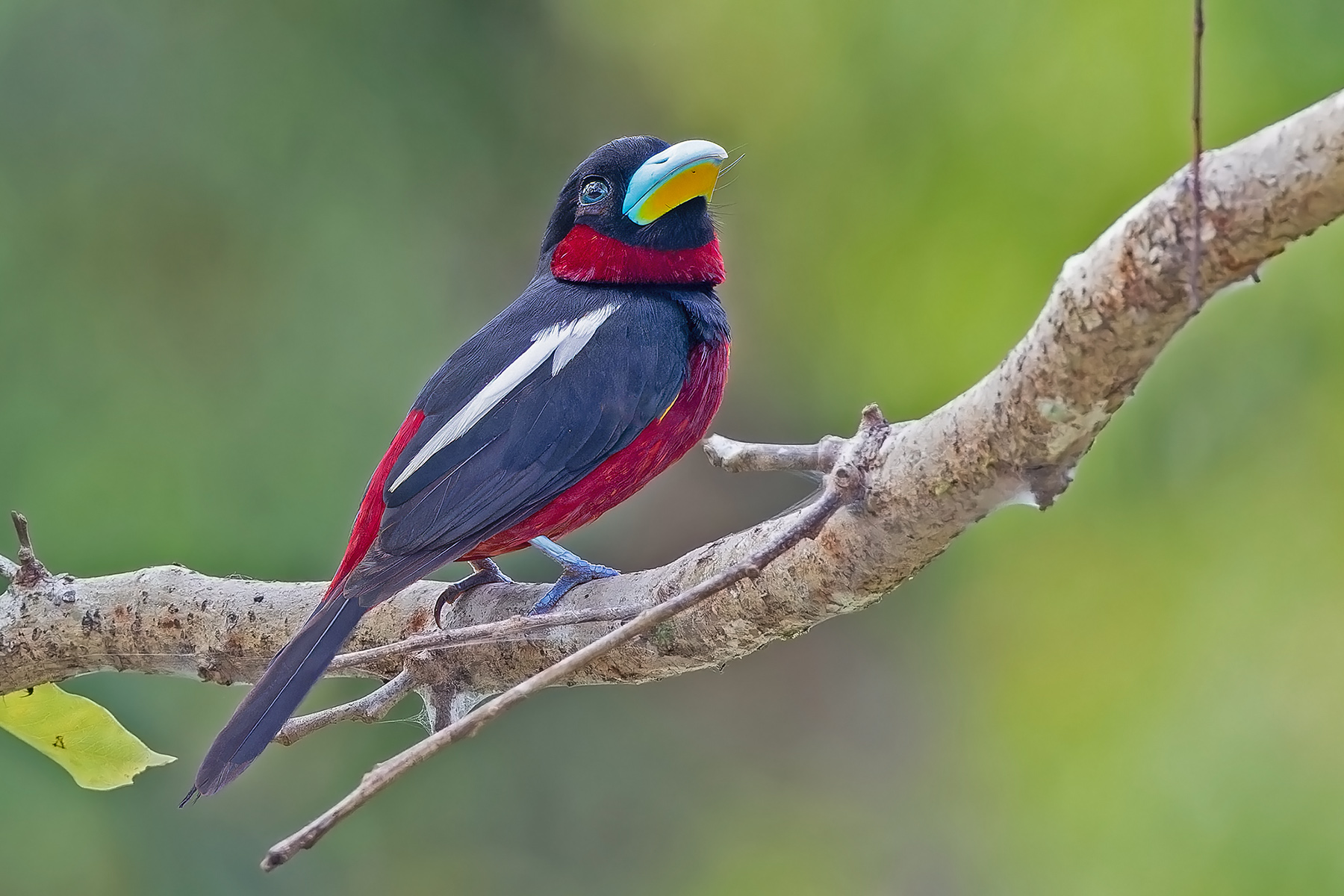 Black-and-red Broadbill (image by Pete Morris)