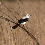 Black-and-white Monjita (image by Mark Pearman)