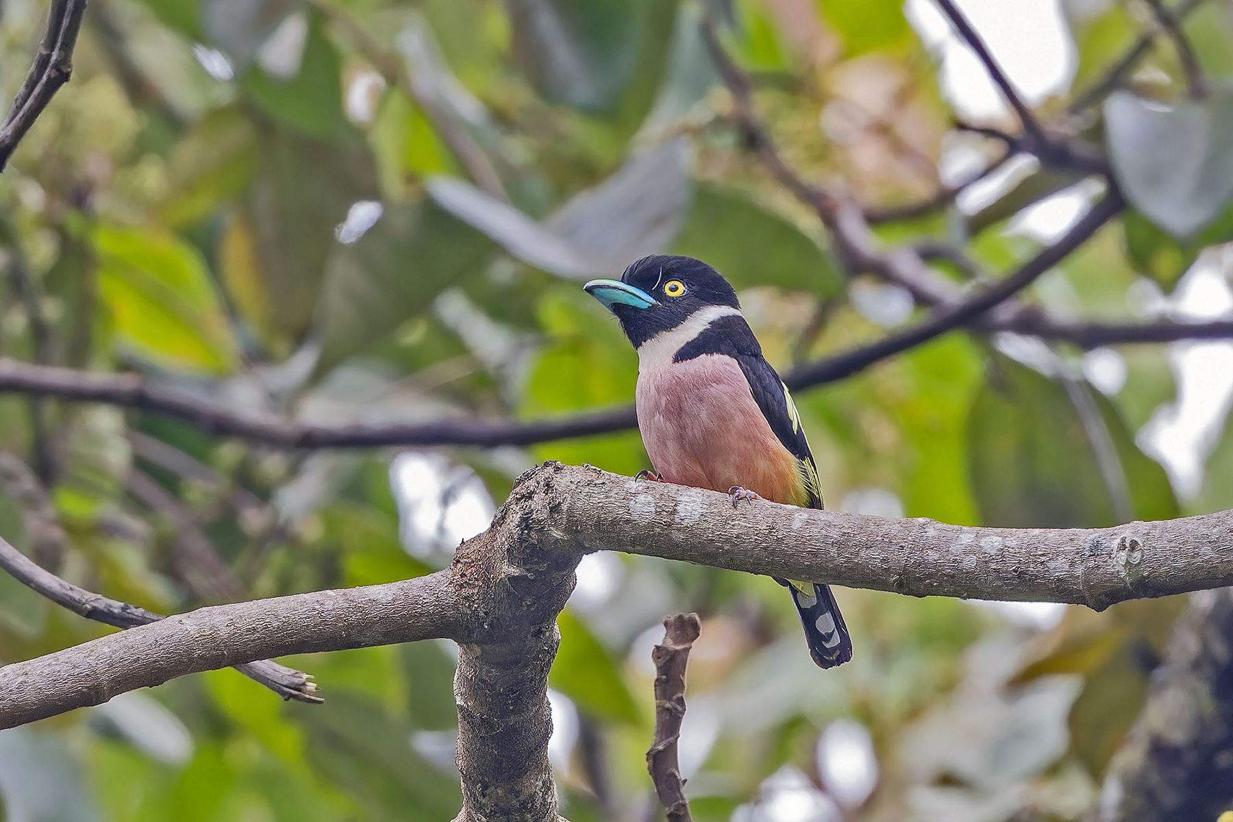 Black-and-yellow Broadbill (image by Pete Morris)