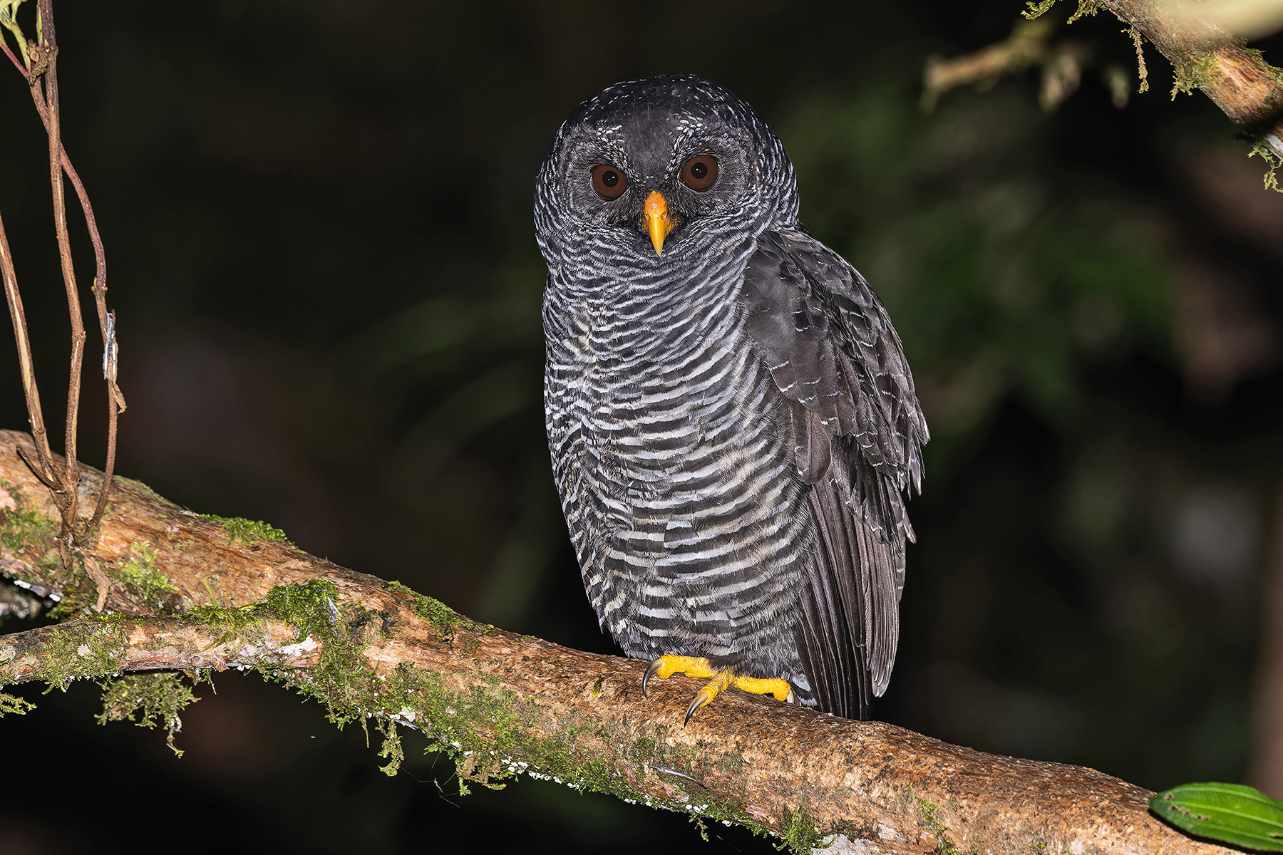 Black-banded (San Isidro) Owl (image by Pete Morris)