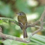 Black-billed Flycatcher (image by Leo Garrigues)