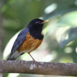 Black-breasted Thrush (image by János Oláh)