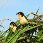 Black-capped Donacobiuses (image by Mark Pearman)