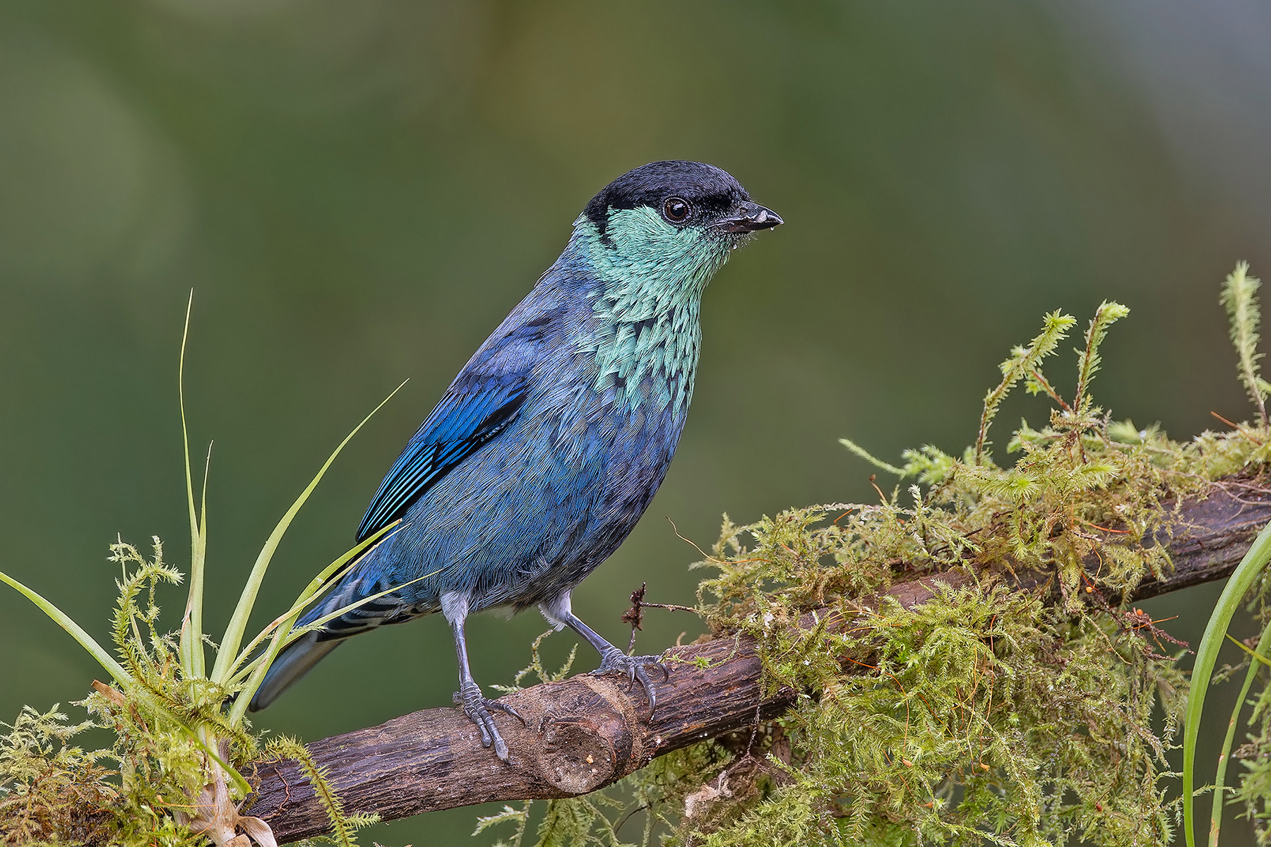 Black-capped Tanager (image by Pete Morris)
