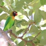 Black-cheeked Lovebird (image by János Oláh)