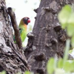 Black-cheeked Lovebird (image by János Oláh)