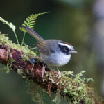Black-cheeked Warbler (image by Leo Garrigues)