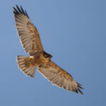 Black-chested Buzzard-Eagle (image by John Oates)