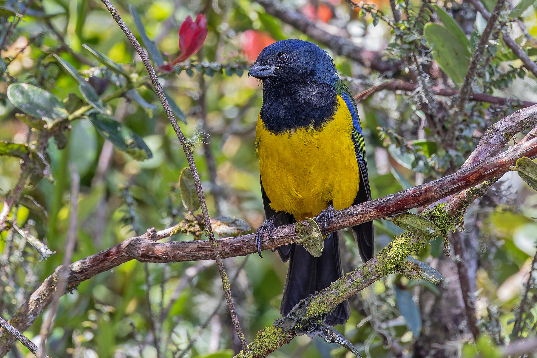 Black-chested Mountain Tanager (image by Pete Morris)