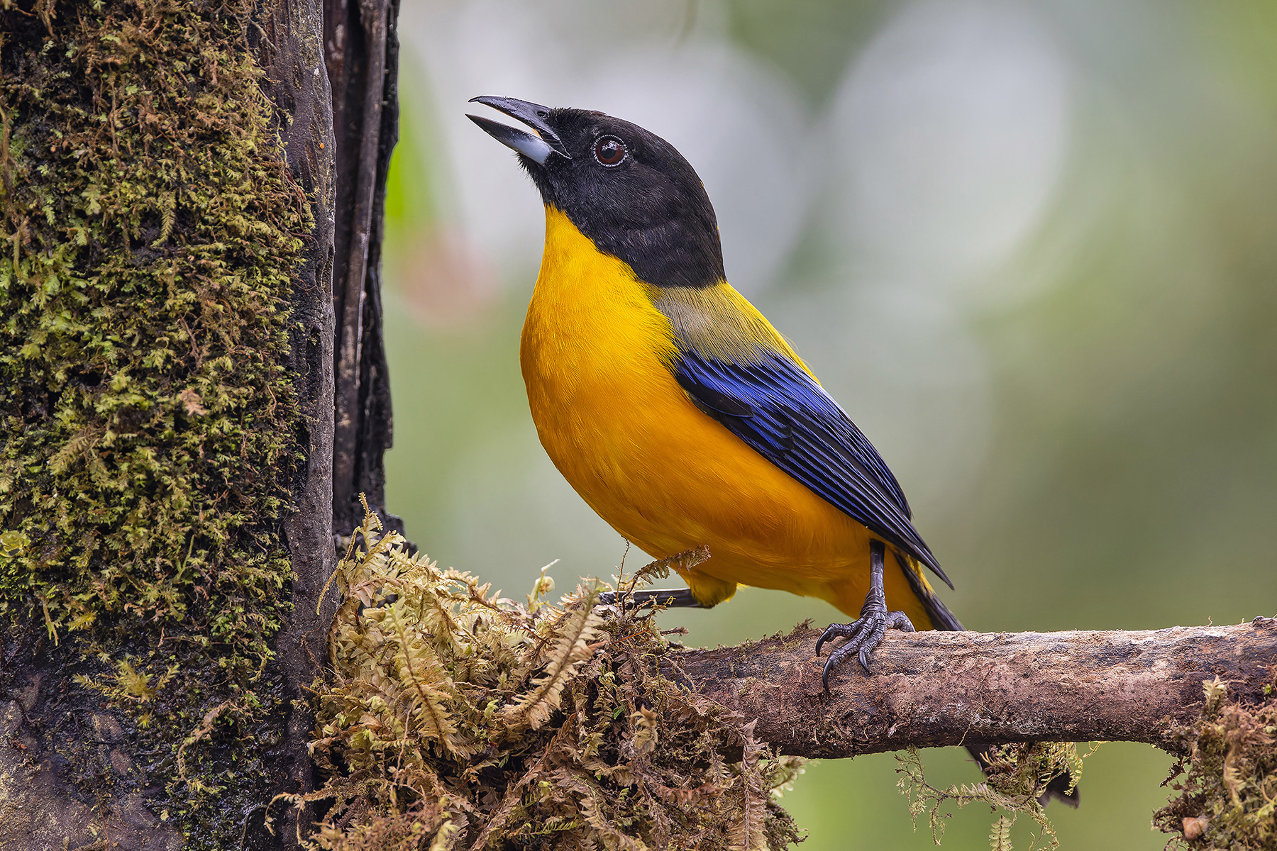 Black-chinned Mountain Tanager (image by Pete Morris)