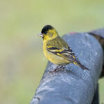 Black-chinned Siskin (image by John Oates)