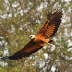 Black-collared Hawk (image by Leo Garrigues)