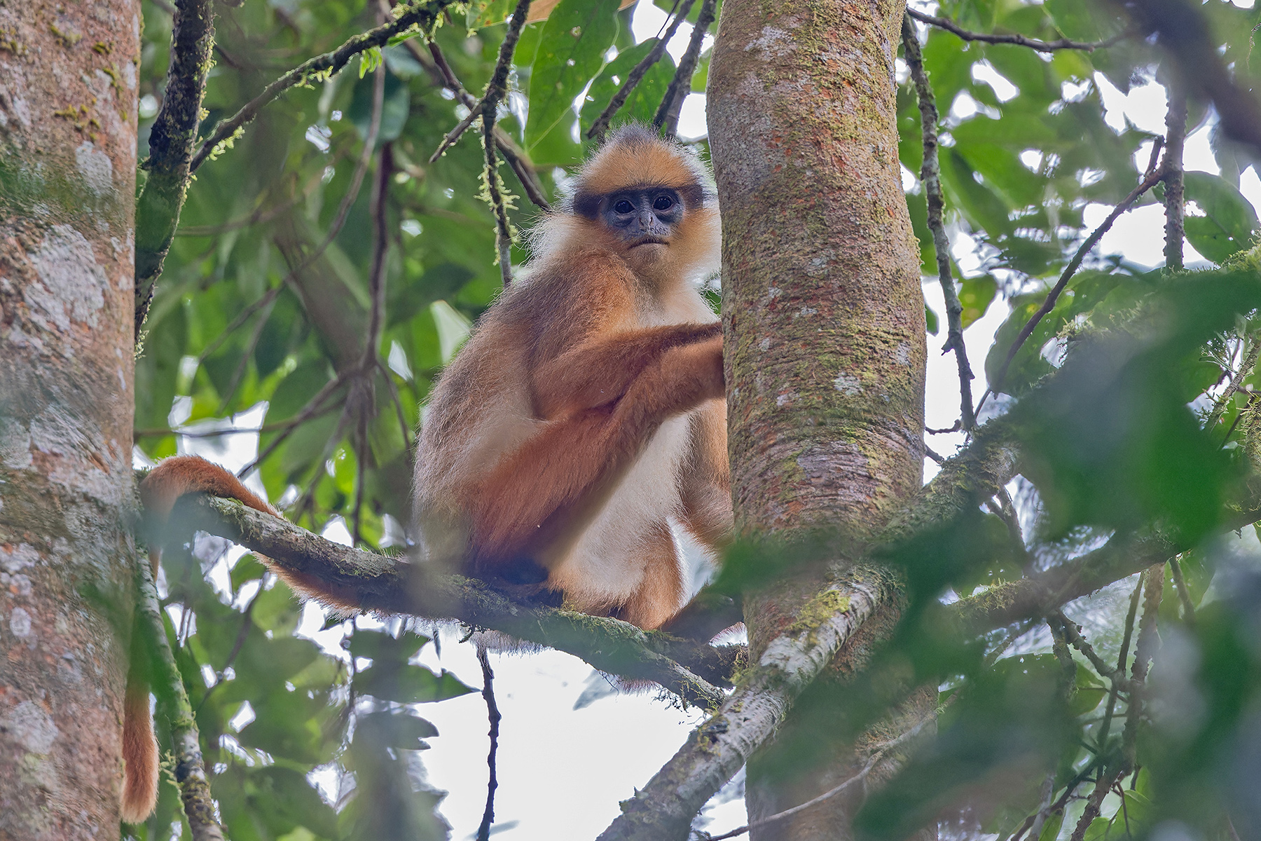 Black-crested Sumatran Langur (image by Pete Morris)
