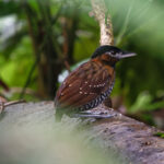 Black-crowned Antpitta (image by Leo Garrigues)