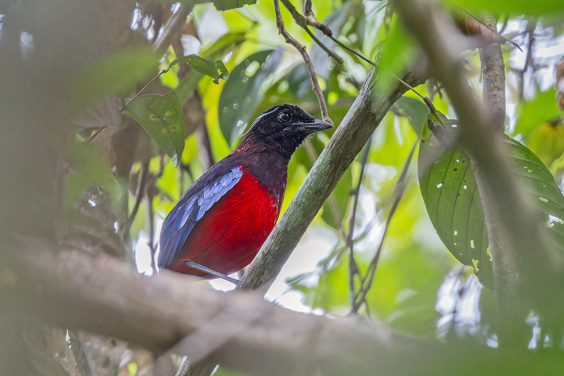 Black-crowned Pitta (image by Pete Morris)